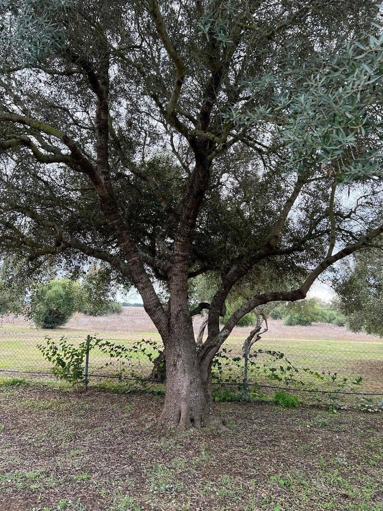 2 chambre Finca/Maison de Campagne à vendre à Benalup - 500 000 € (Ref: 7302125)