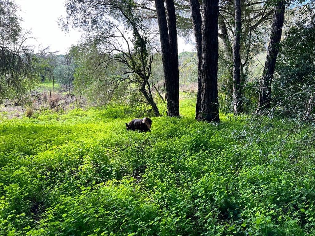 3 soveværelse Finca/Landehus til salg i Vejer de la Frontera - € 250.000 (Ref: 7344269)