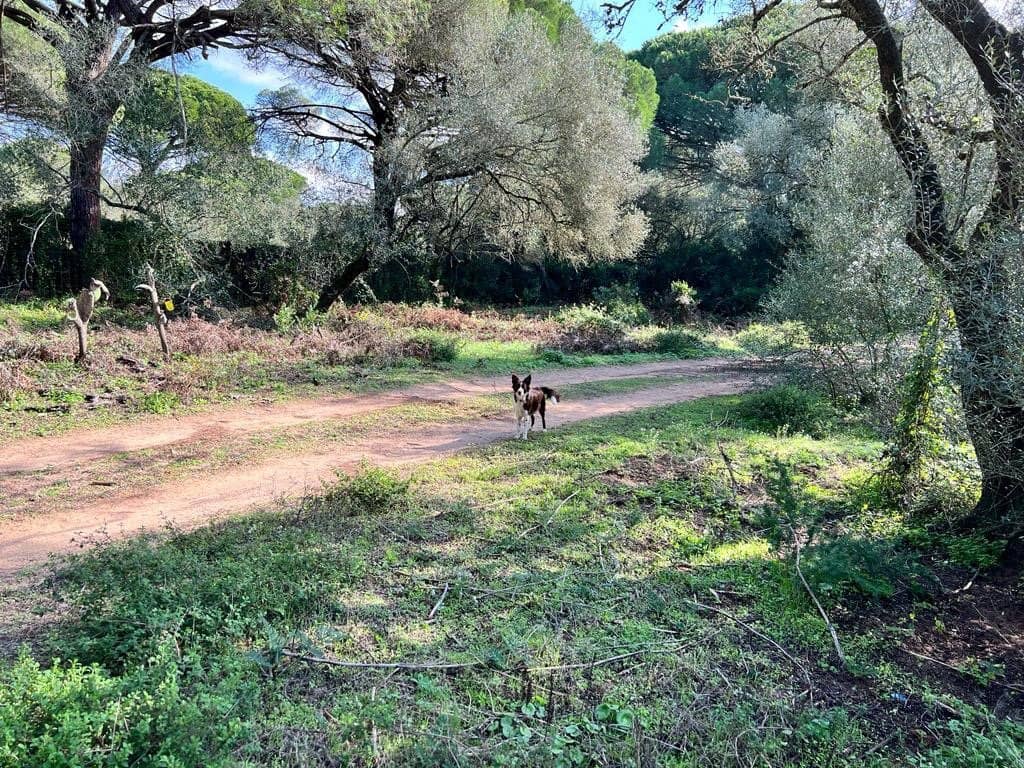 3 soveværelse Finca/Landehus til salg i Vejer de la Frontera - € 250.000 (Ref: 7344269)