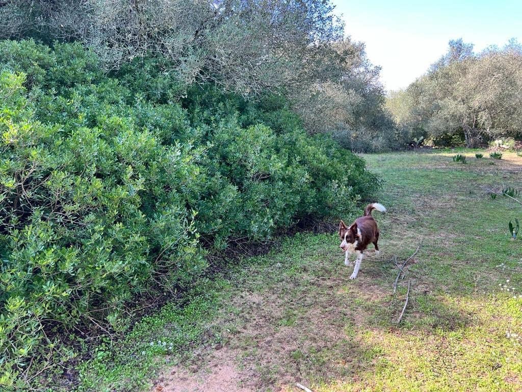 3 soveværelse Finca/Landehus til salg i Vejer de la Frontera - € 250.000 (Ref: 7344269)