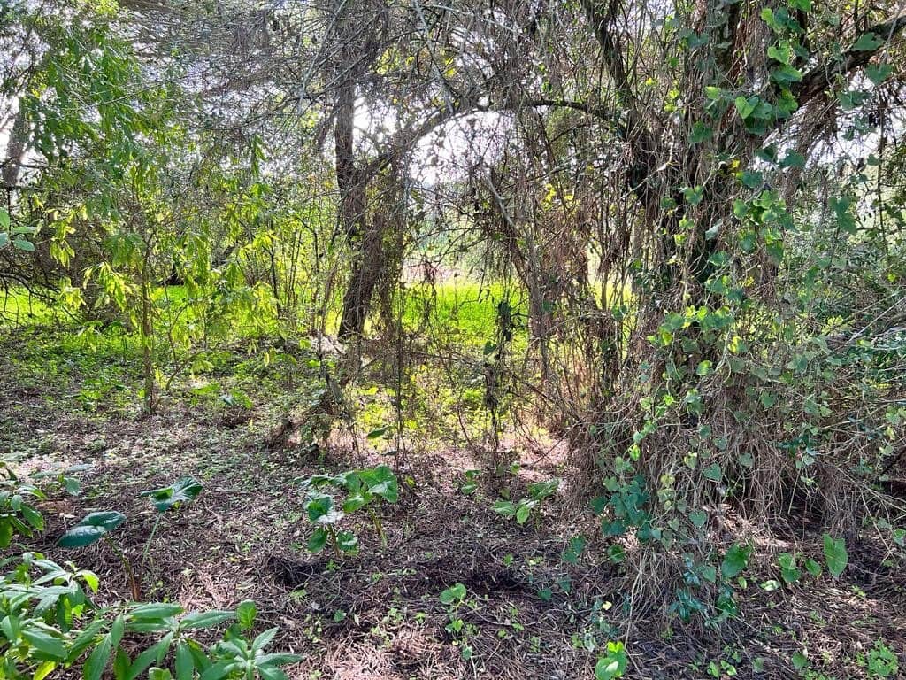 3 soveværelse Finca/Landehus til salg i Vejer de la Frontera - € 250.000 (Ref: 7344269)