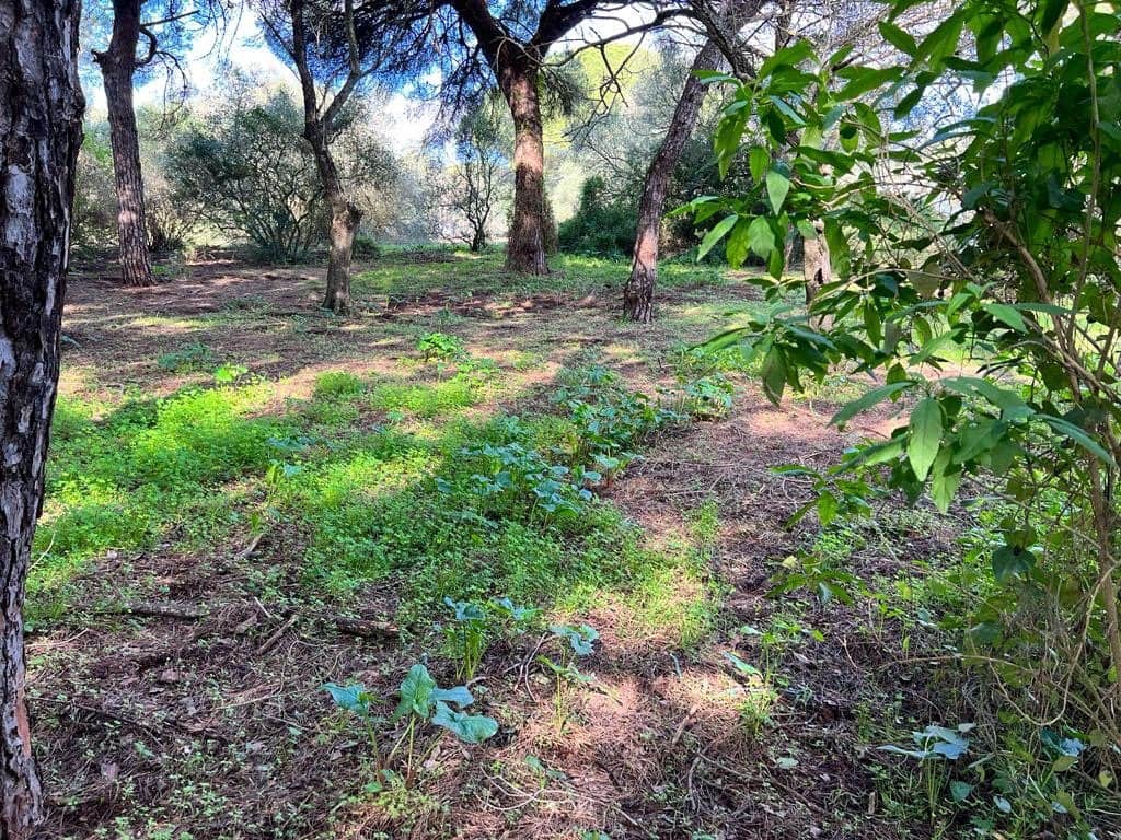 3 soveværelse Finca/Landehus til salg i Vejer de la Frontera - € 250.000 (Ref: 7344269)