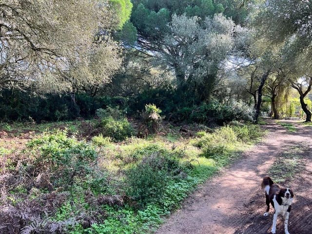 3 soveværelse Finca/Landehus til salg i Vejer de la Frontera - € 250.000 (Ref: 7344269)