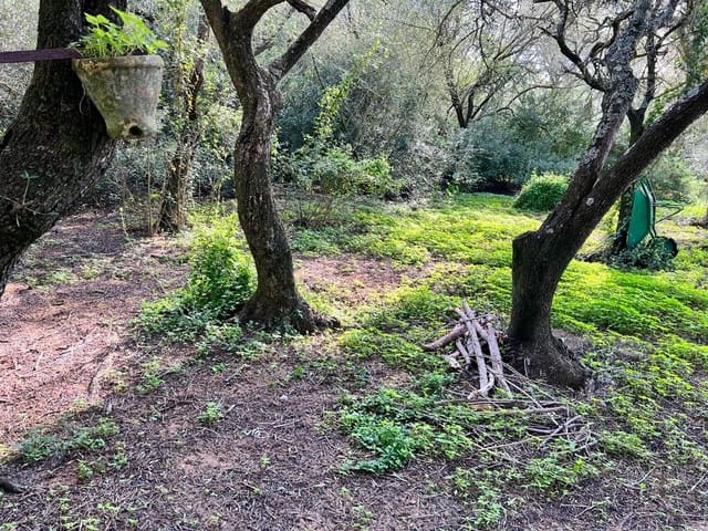 3 soveværelse Finca/Landehus til salg i Vejer de la Frontera - € 250.000 (Ref: 7344269)