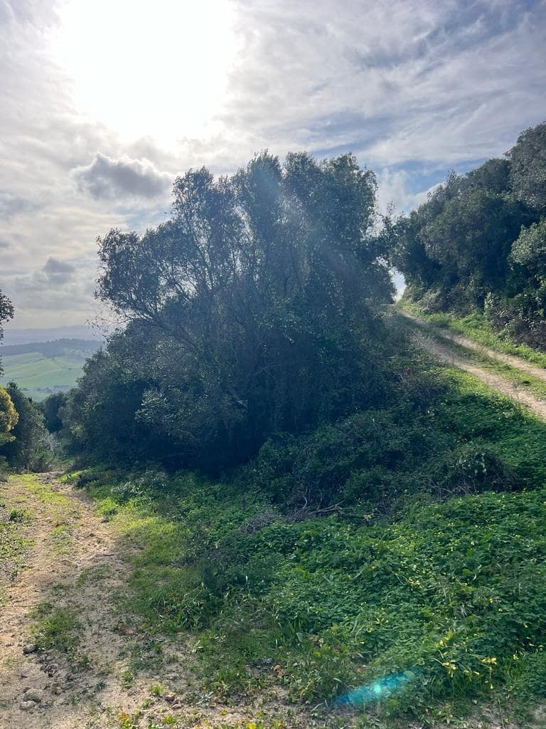 Byggetomt til salgs i Vejer de la Frontera - € 230 000 (Ref: 7465017)