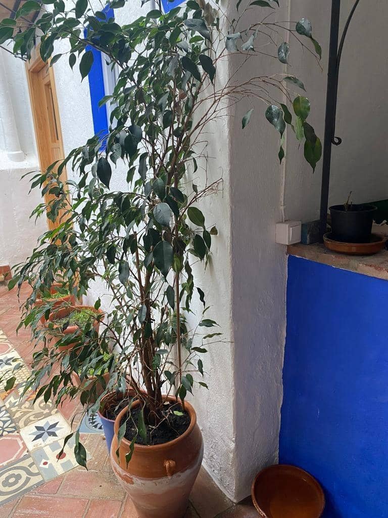 3 soveværelse Lejlighed til salg i Vejer de la Frontera - € 197.000 (Ref: 7517847)