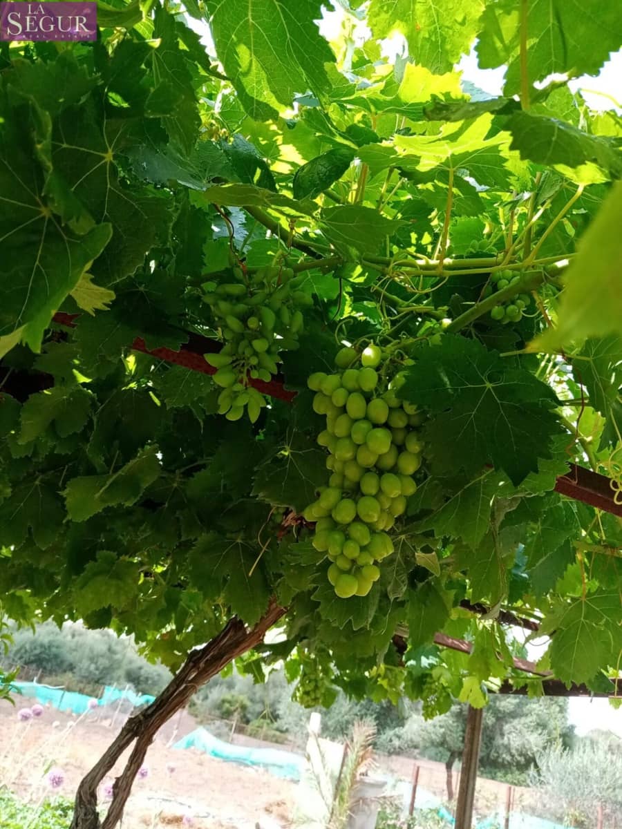 4 camera da letto Finca/Casa di Campagna in vendita in Benalup - 525.000 € (Rif: 7652742)