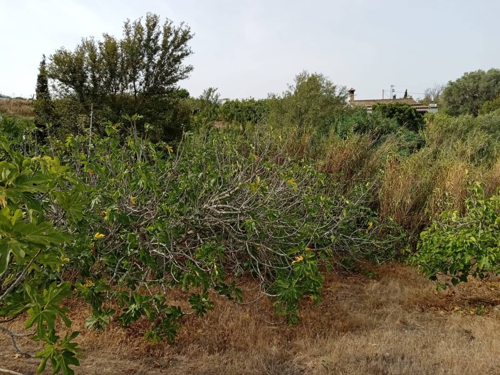 Grunde uden byggetilladelser til salg i Medina-Sidonia - € 140.000 (Ref: 7701294)