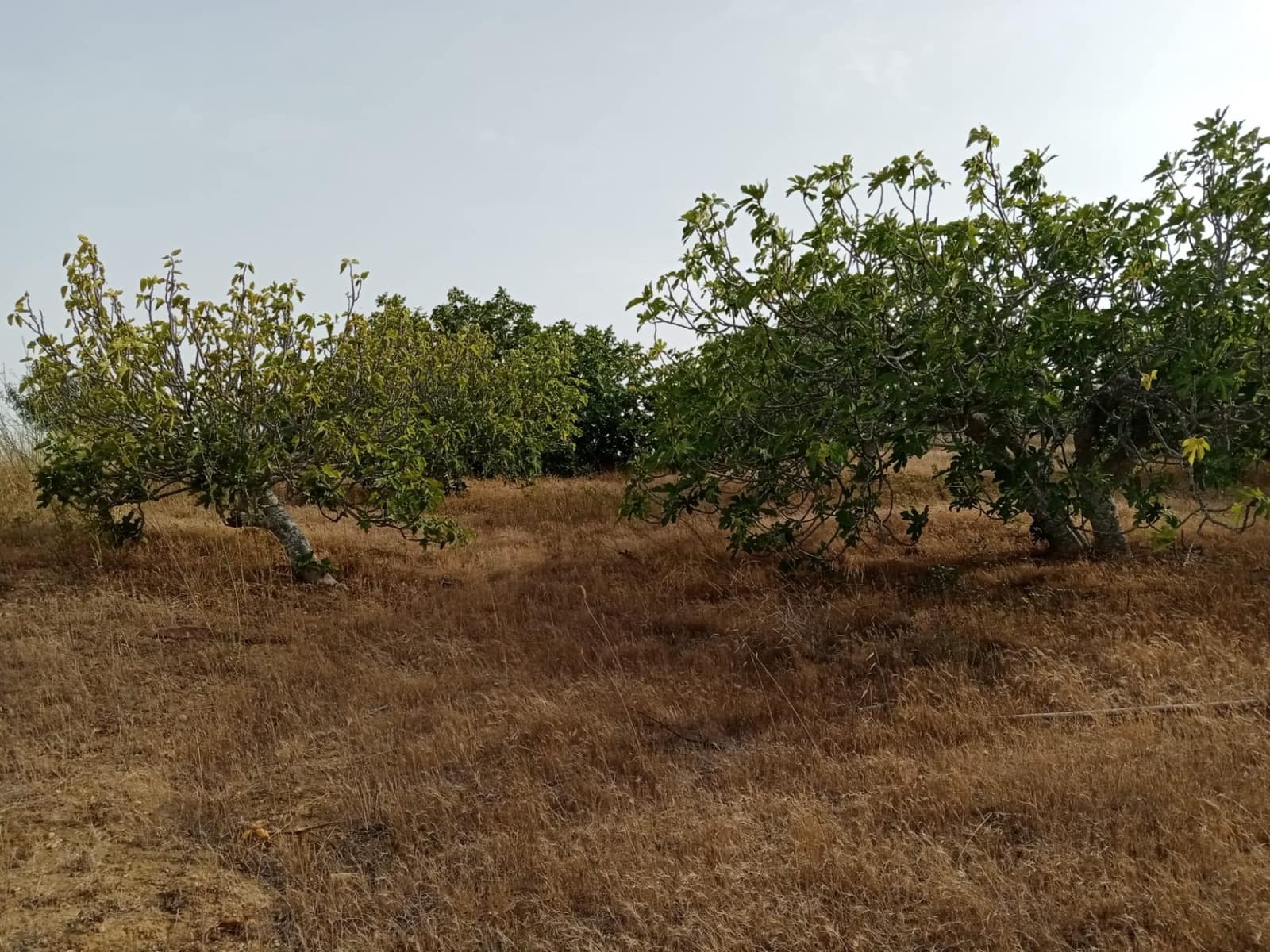 Grunde uden byggetilladelser til salg i Medina-Sidonia - € 140.000 (Ref: 7701294)