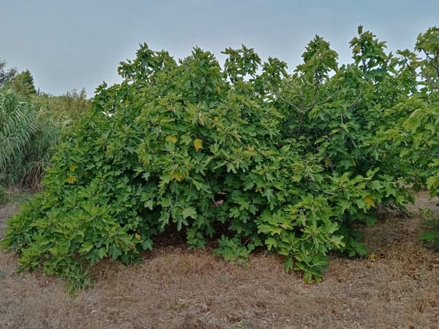 Grond te koop in Medina-Sidonia - € 140.000 (Ref: 7701294)