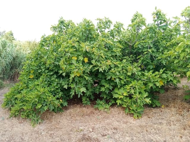 Grond te koop in Medina-Sidonia - € 140.000 (Ref: 7701294)