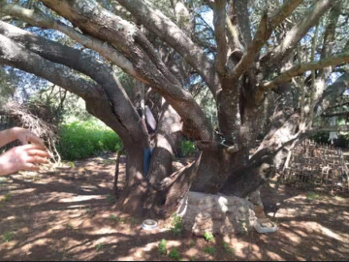 4 chambre Finca/Maison de Campagne à vendre à Manzanete - 400 000 € (Ref: 7712052)