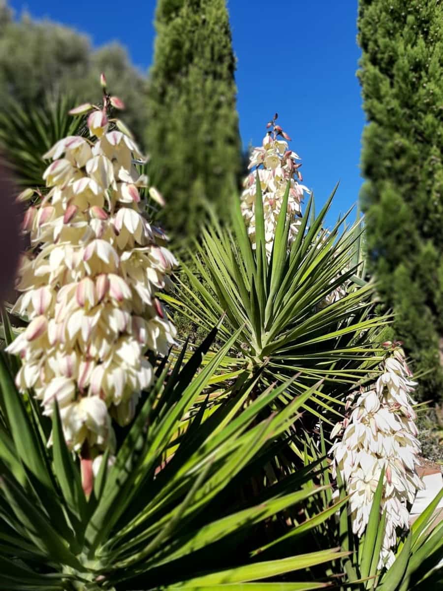 4 chambre Finca/Maison de Campagne à vendre à San Ambrosio avec piscine - 550 000 € (Ref: 7765072)