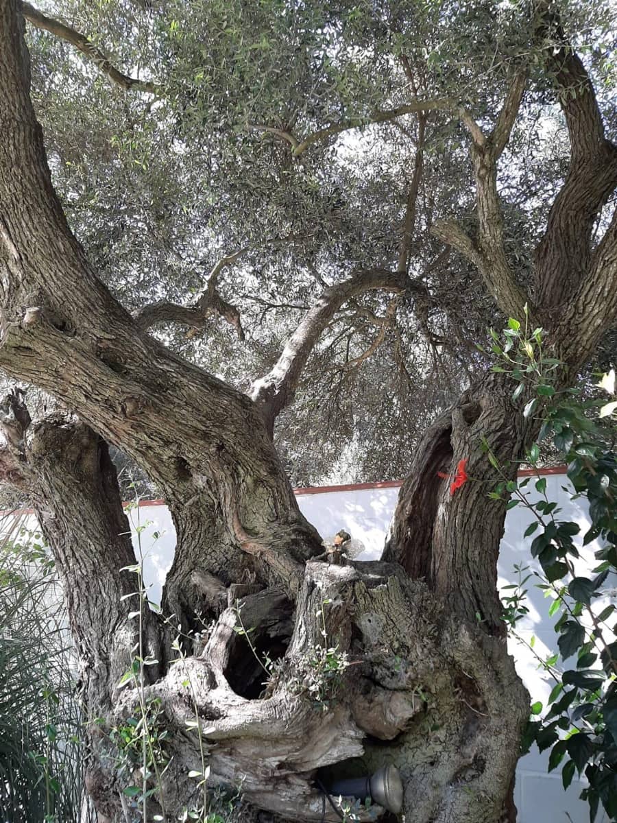 4 chambre Finca/Maison de Campagne à vendre à San Ambrosio avec piscine - 550 000 € (Ref: 7765072)