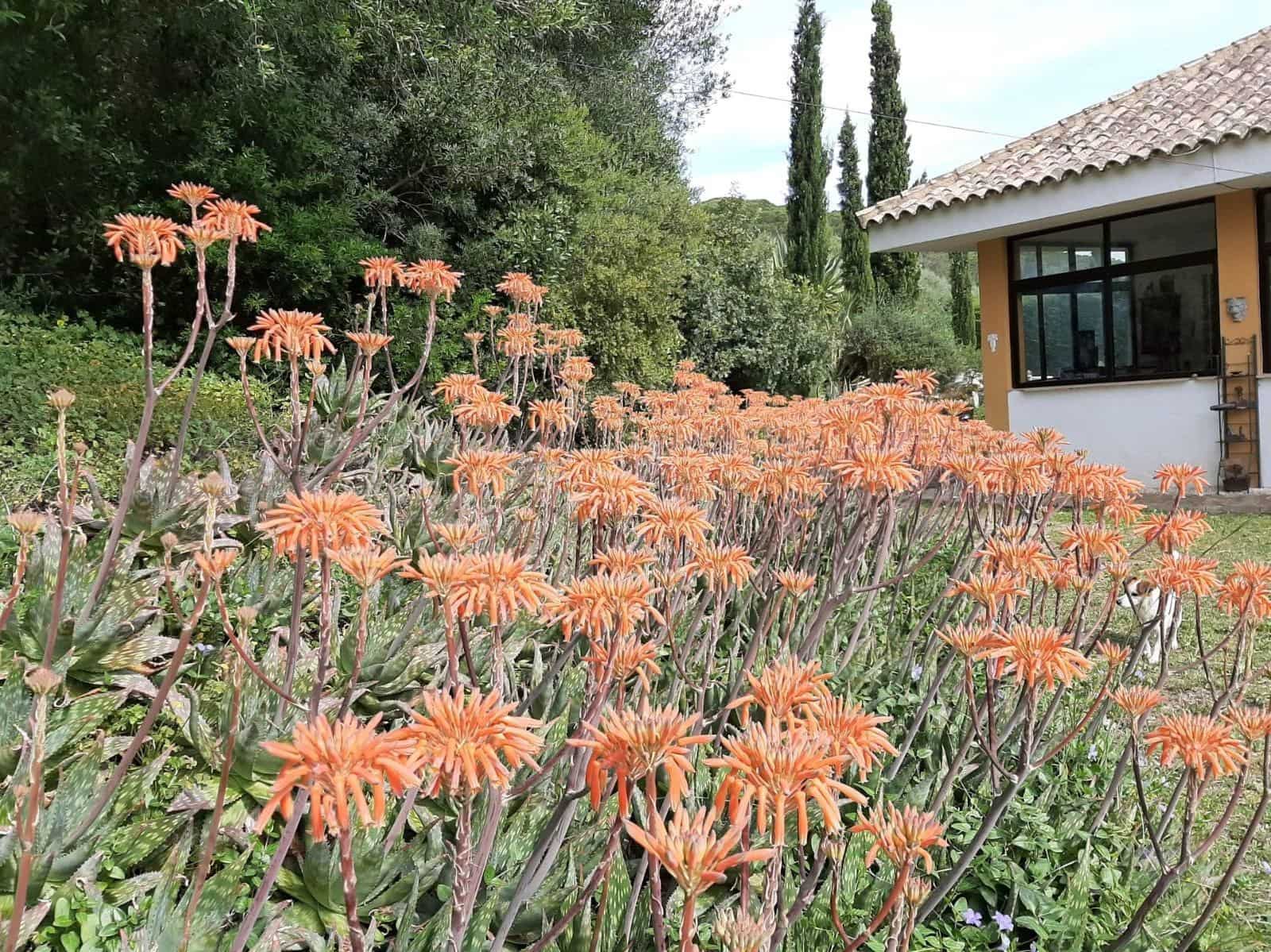 4 chambre Finca/Maison de Campagne à vendre à San Ambrosio avec piscine - 550 000 € (Ref: 7765072)