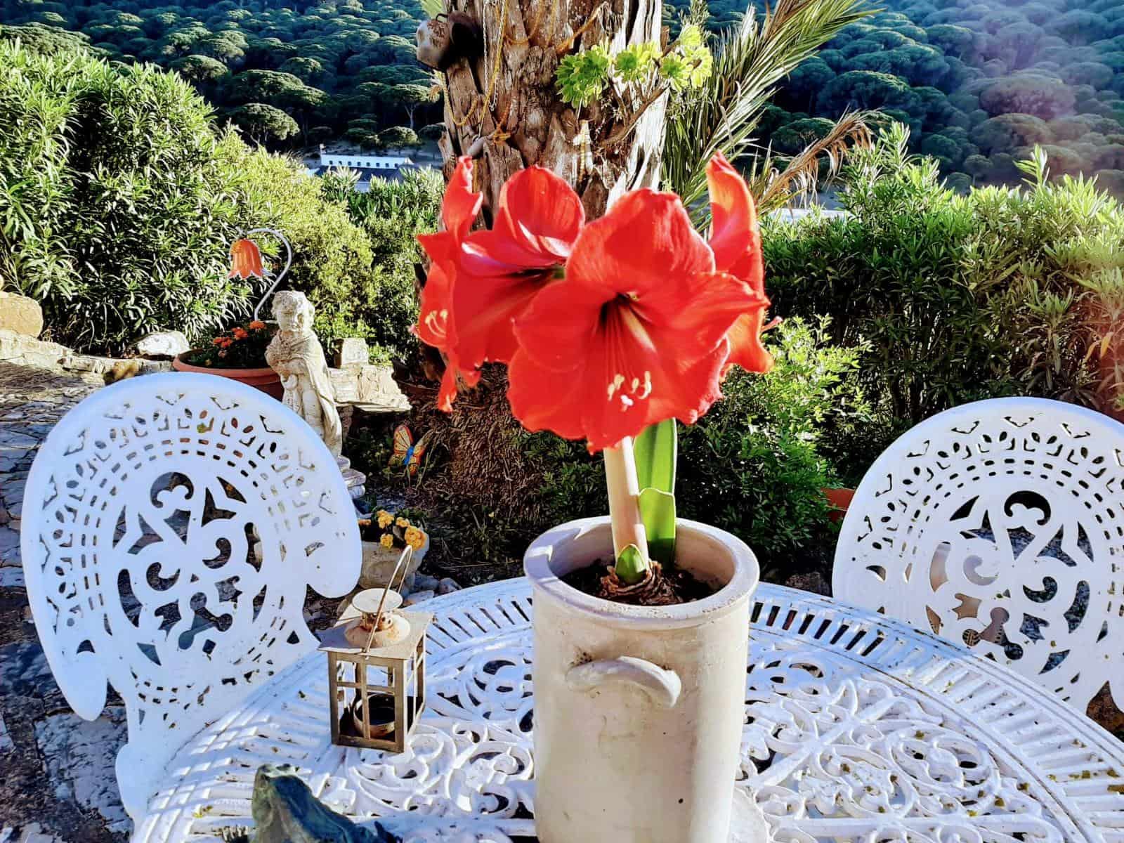 4 chambre Finca/Maison de Campagne à vendre à San Ambrosio avec piscine - 550 000 € (Ref: 7765072)