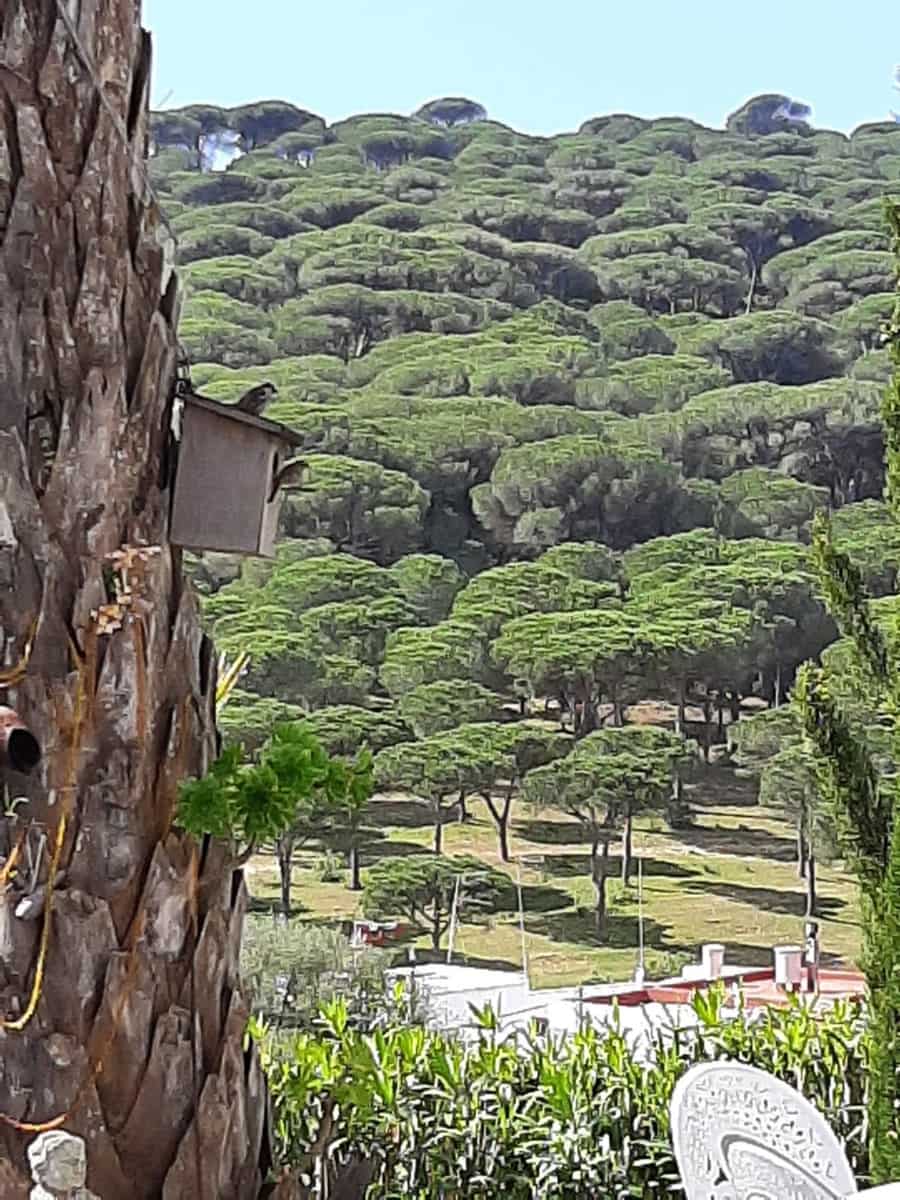 4 bedroom Finca/Country House for sale in San Ambrosio with pool - € 550,000 (Ref: 7765072)