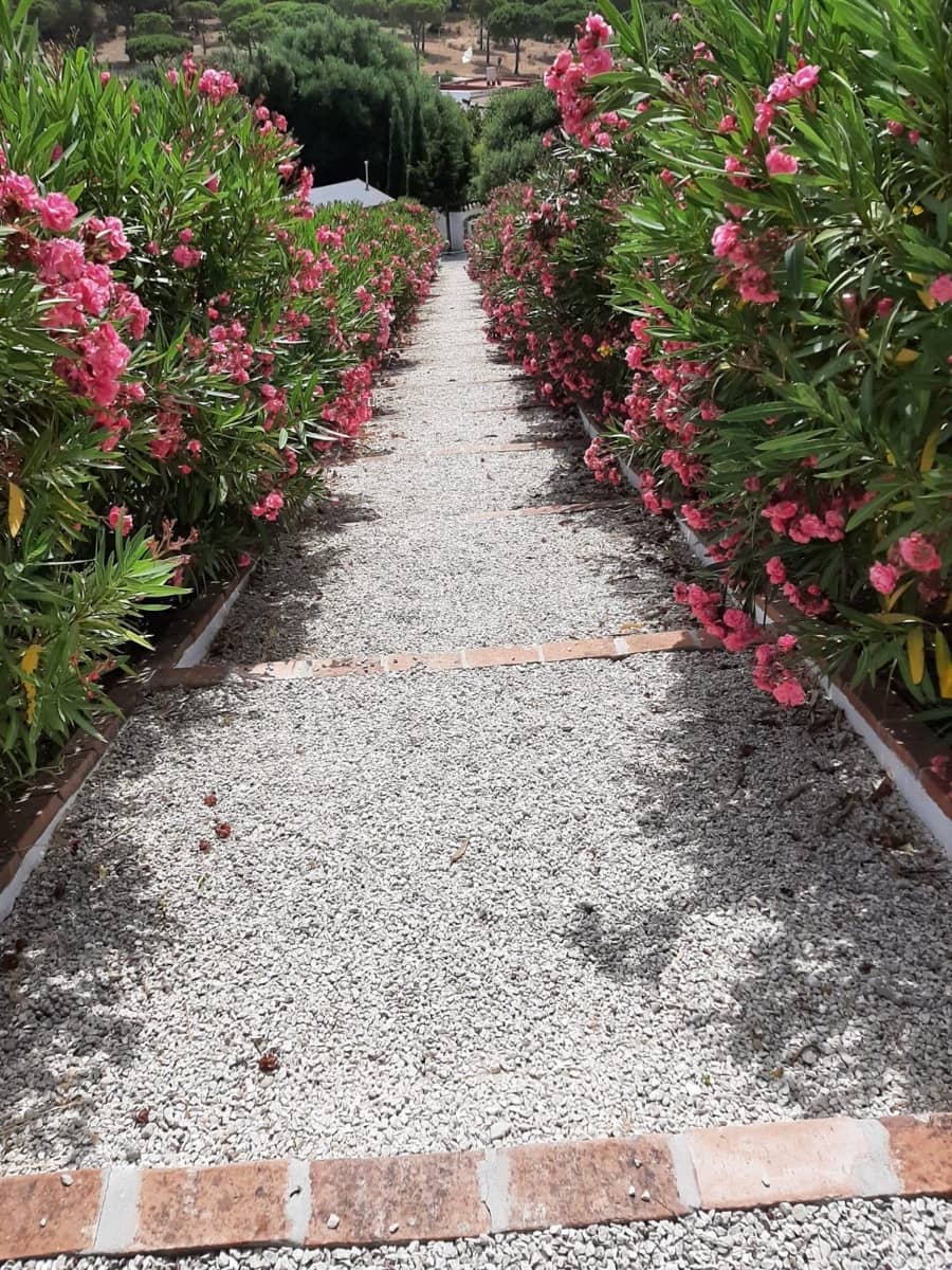 4 bedroom Finca/Country House for sale in San Ambrosio with pool - € 550,000 (Ref: 7765072)