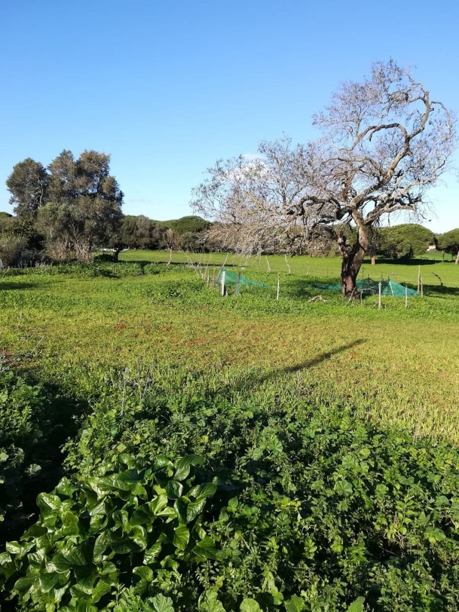 3 bedroom Finca/Country House for sale in Vejer de la Frontera - € 400,000 (Ref: 7772160)