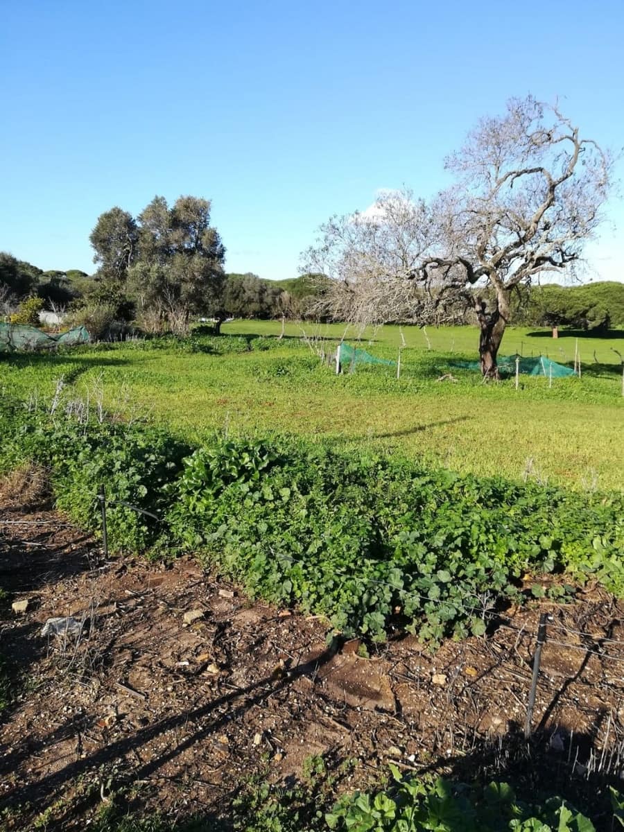 3 bedroom Finca/Country House for sale in Vejer de la Frontera - € 400,000 (Ref: 7772160)