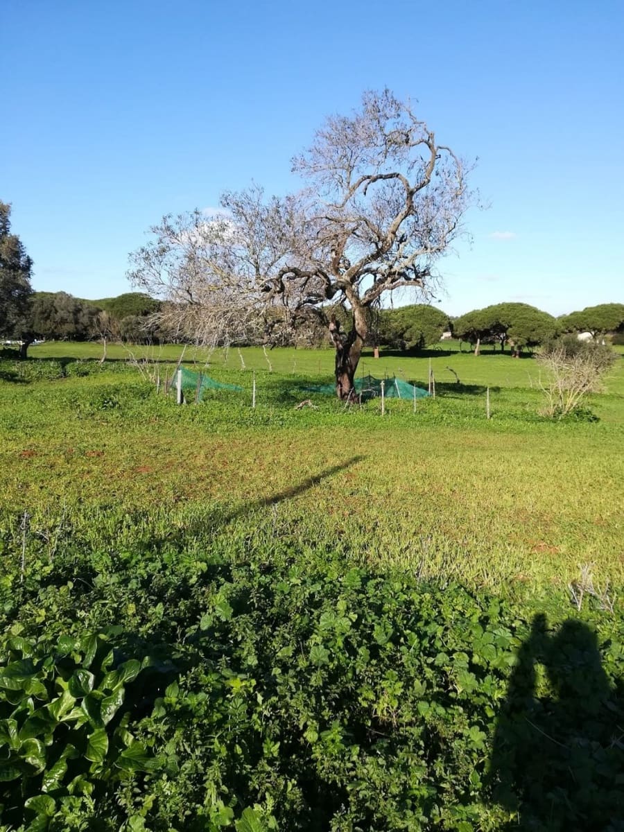 3 bedroom Finca/Country House for sale in Vejer de la Frontera - € 400,000 (Ref: 7772160)