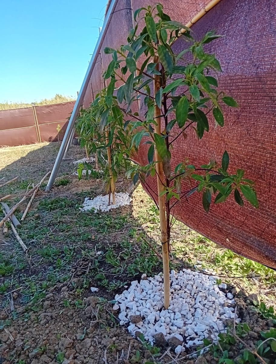 Grunde uden byggetilladelser til salg i Vejer de la Frontera - € 93.000 (Ref: 7985748)
