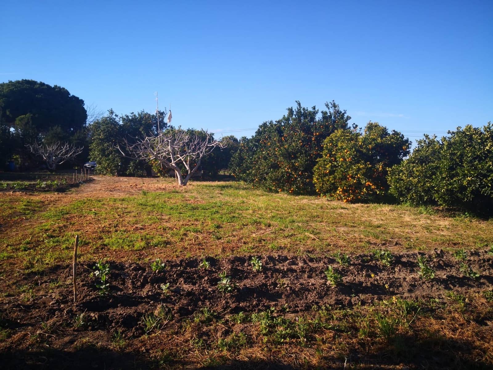 Grunde uden byggetilladelser til salg i Barbate - € 164.000 (Ref: 8083114)