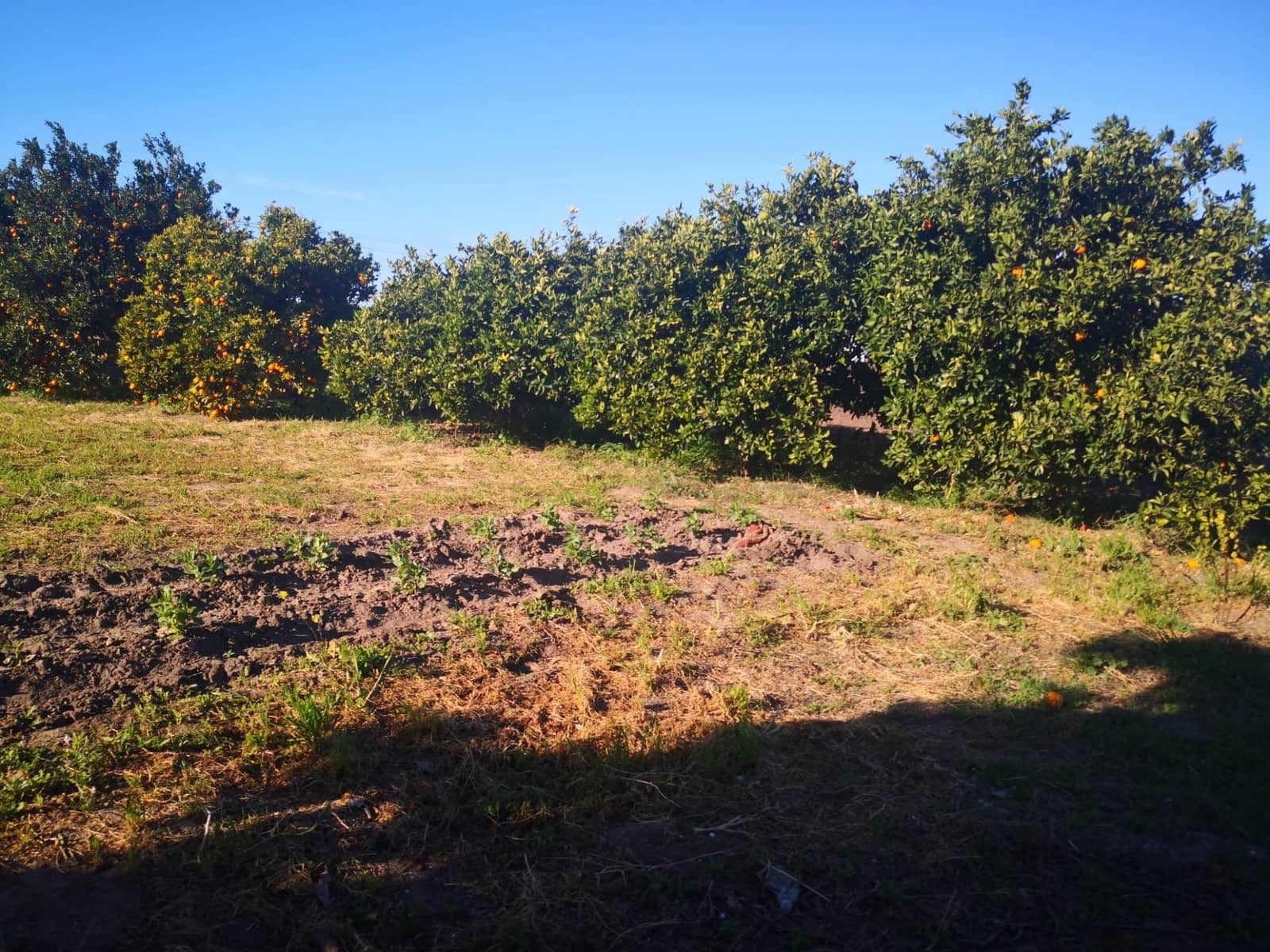 Grunde uden byggetilladelser til salg i Barbate - € 164.000 (Ref: 8083114)