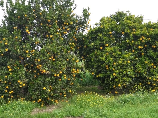 Grunde uden byggetilladelser til salg i Barbate - € 150.000 (Ref: 8083114)