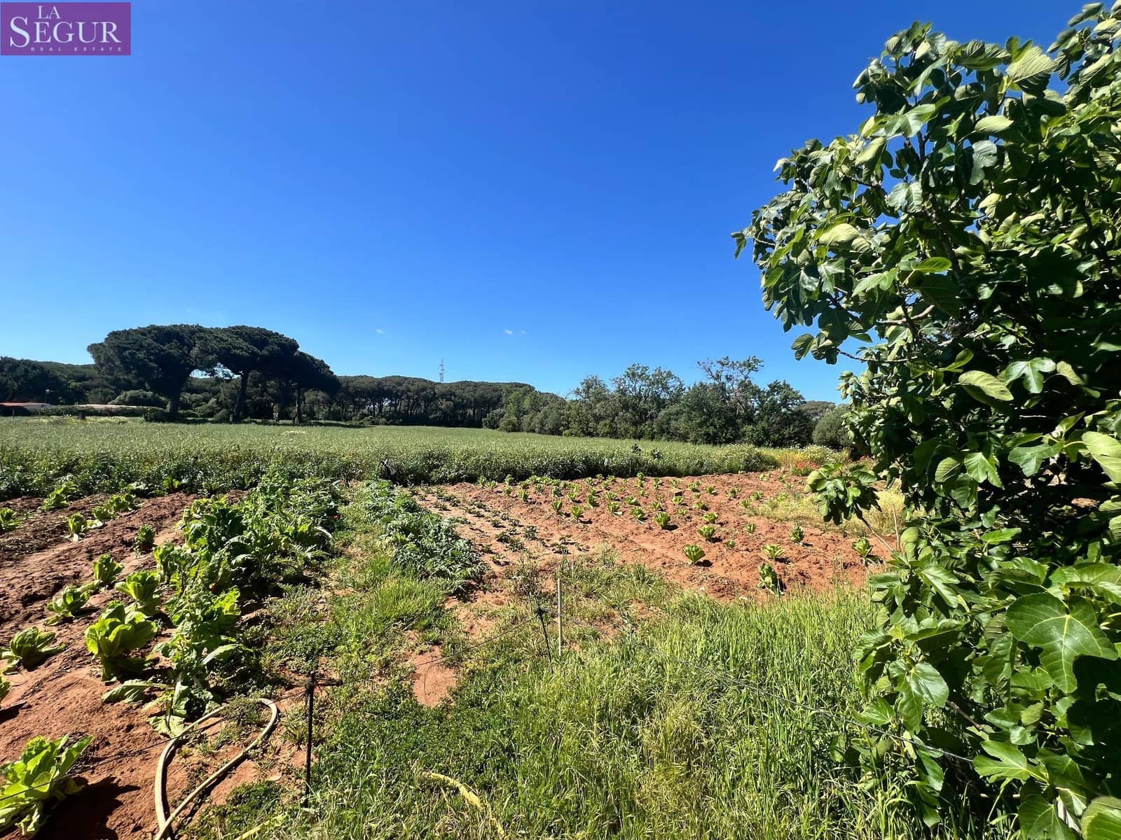 Byggetomt til salgs i Vejer de la Frontera - € 350 000 (Ref: 8268349)