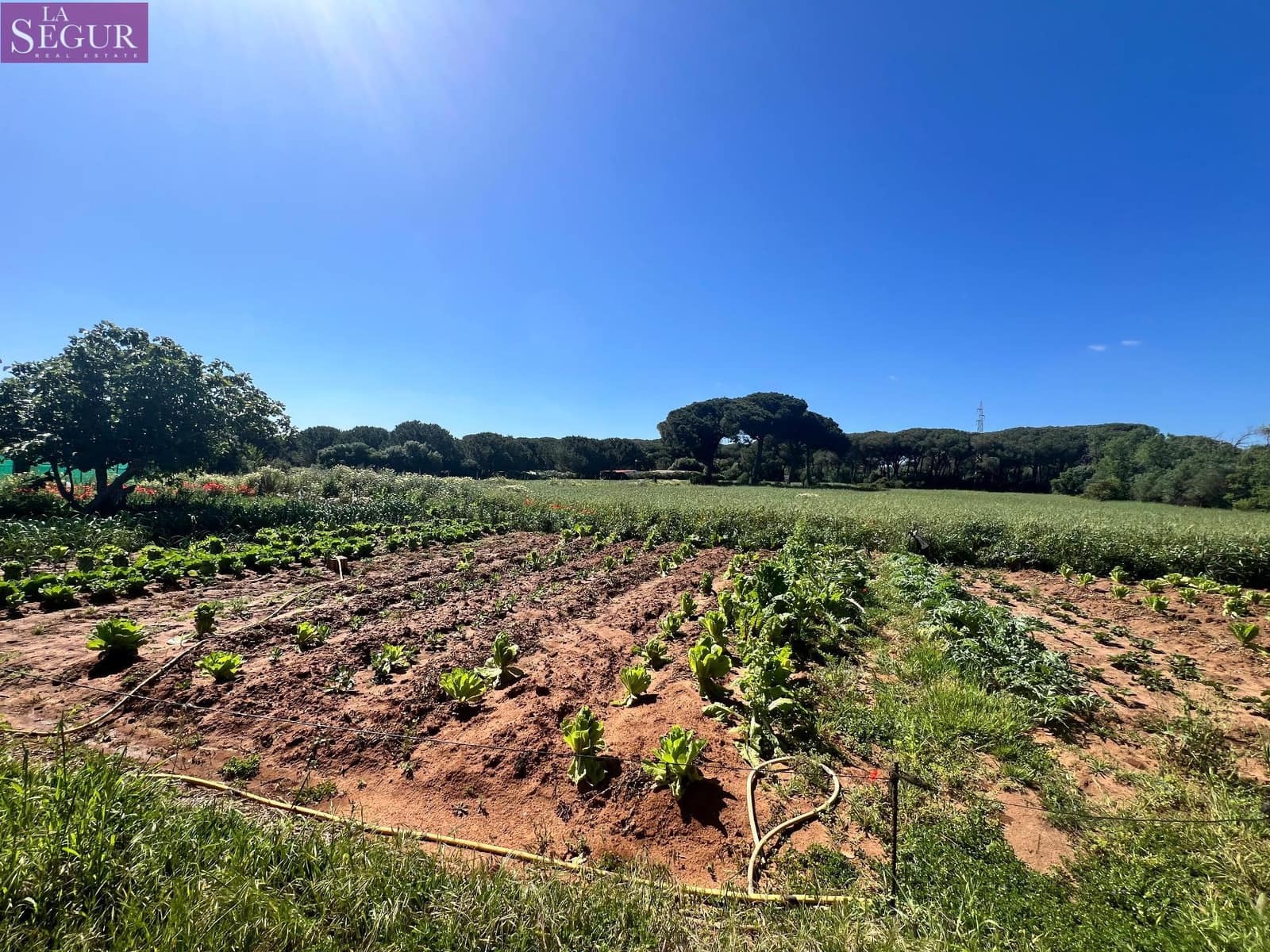 Byggetomt til salgs i Vejer de la Frontera - € 350 000 (Ref: 8268349)