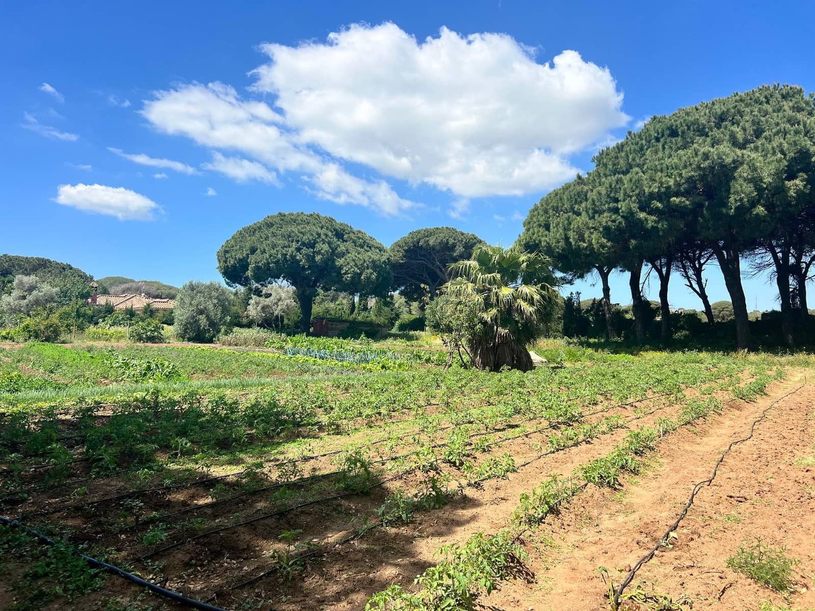 Finca/Landehus til salg i Vejer de la Frontera - € 240.000 (Ref: 8333955)