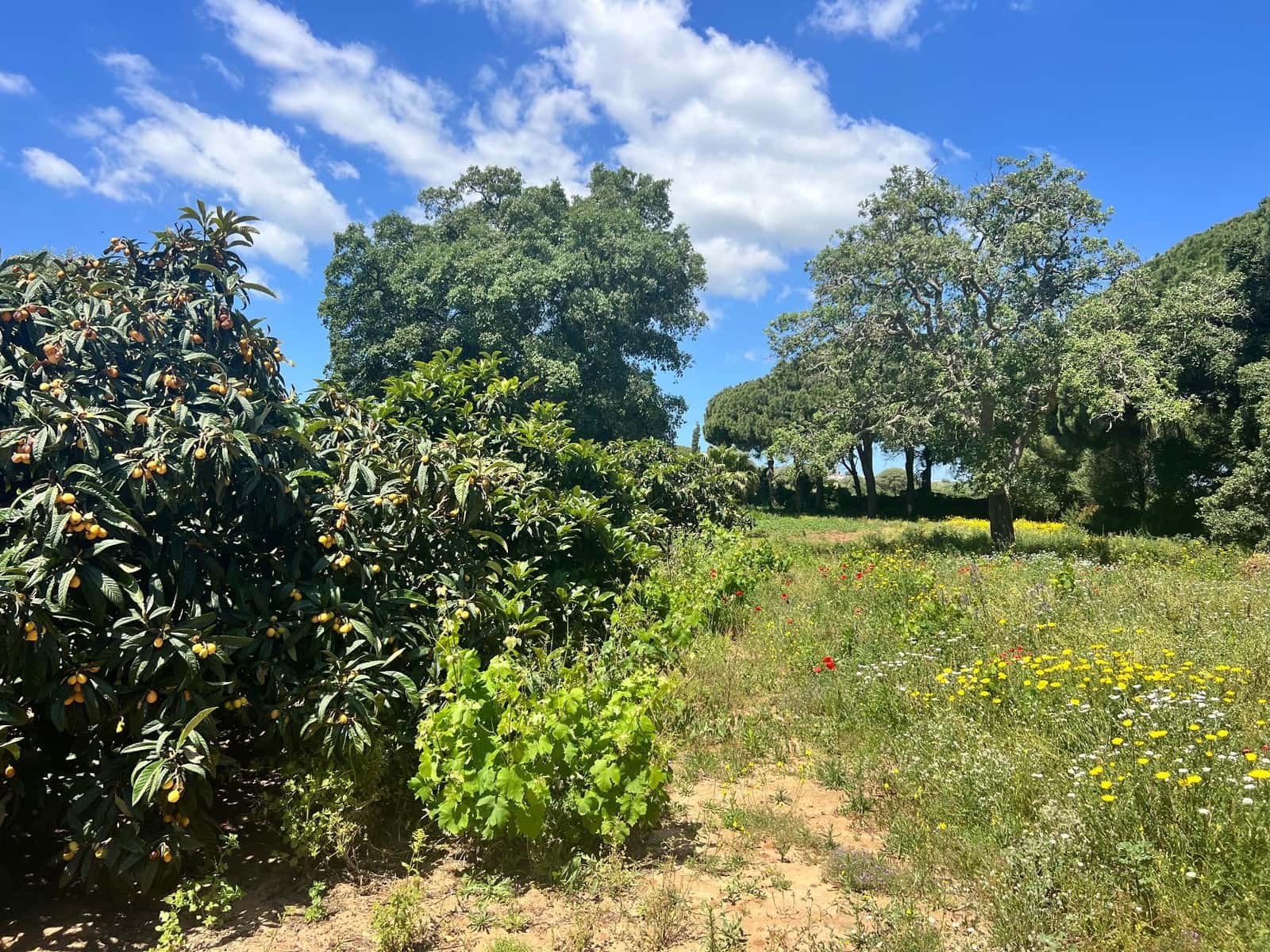 Finca/Landehus til salg i Vejer de la Frontera - € 240.000 (Ref: 8333955)