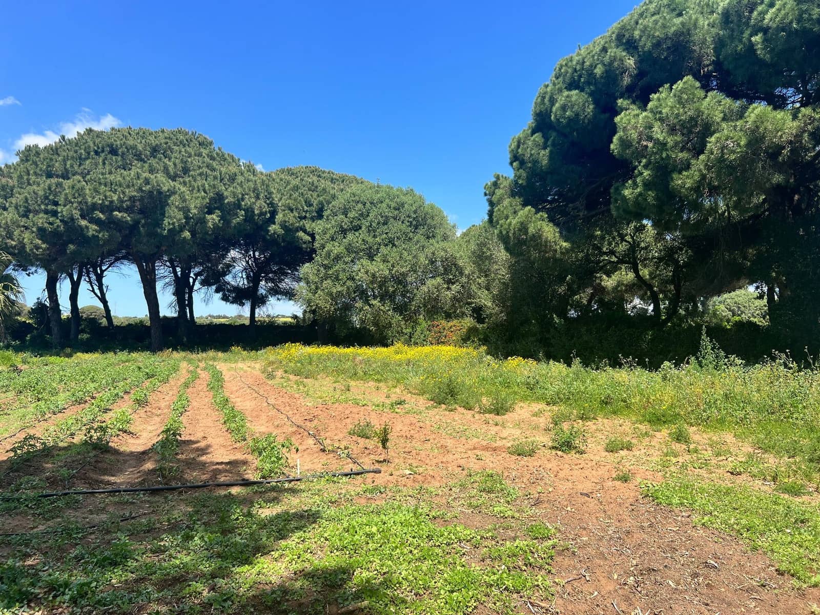 Finca/Landehus til salg i Vejer de la Frontera - € 240.000 (Ref: 8333955)