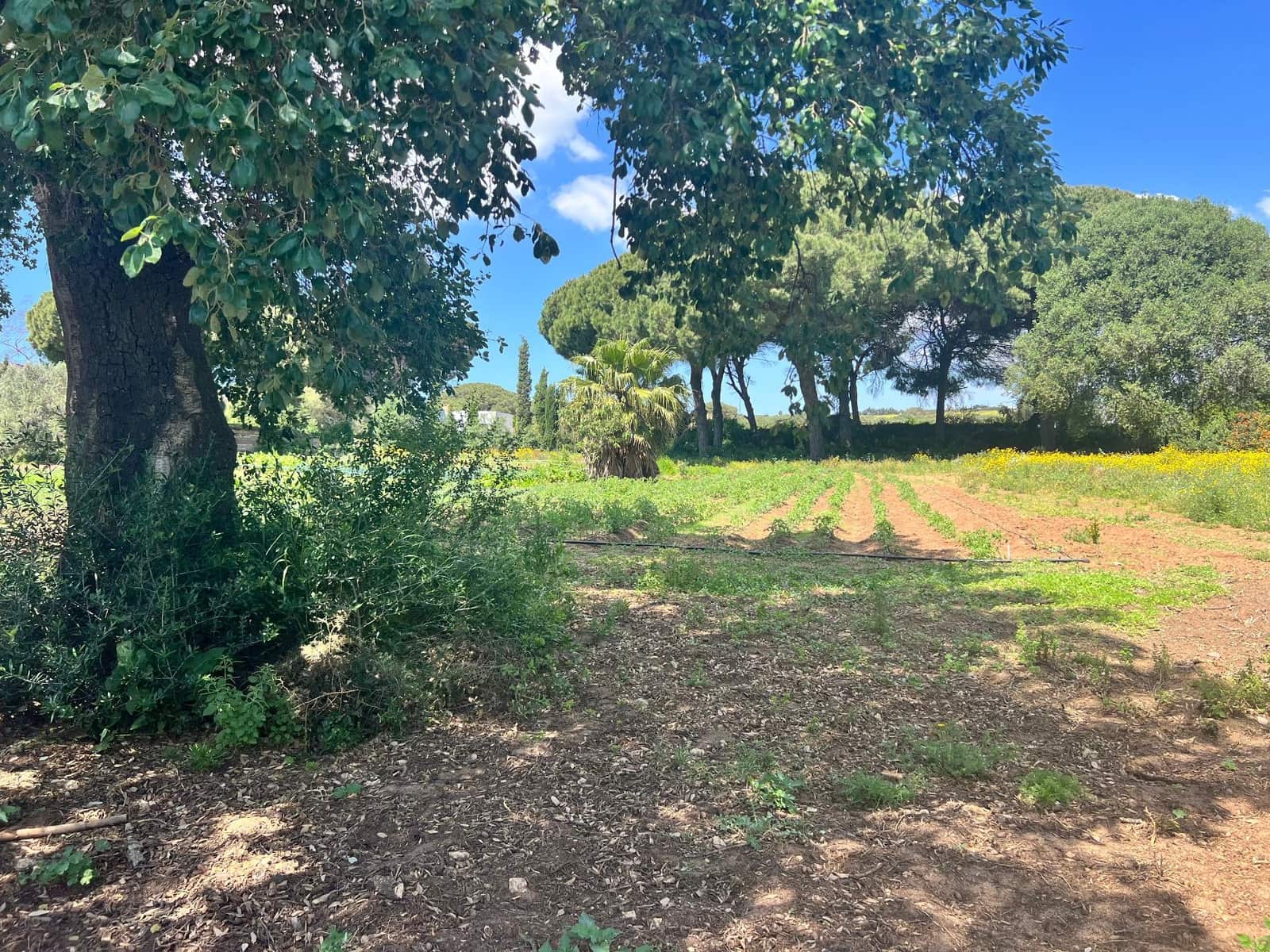 Finca/Landehus til salg i Vejer de la Frontera - € 240.000 (Ref: 8333955)