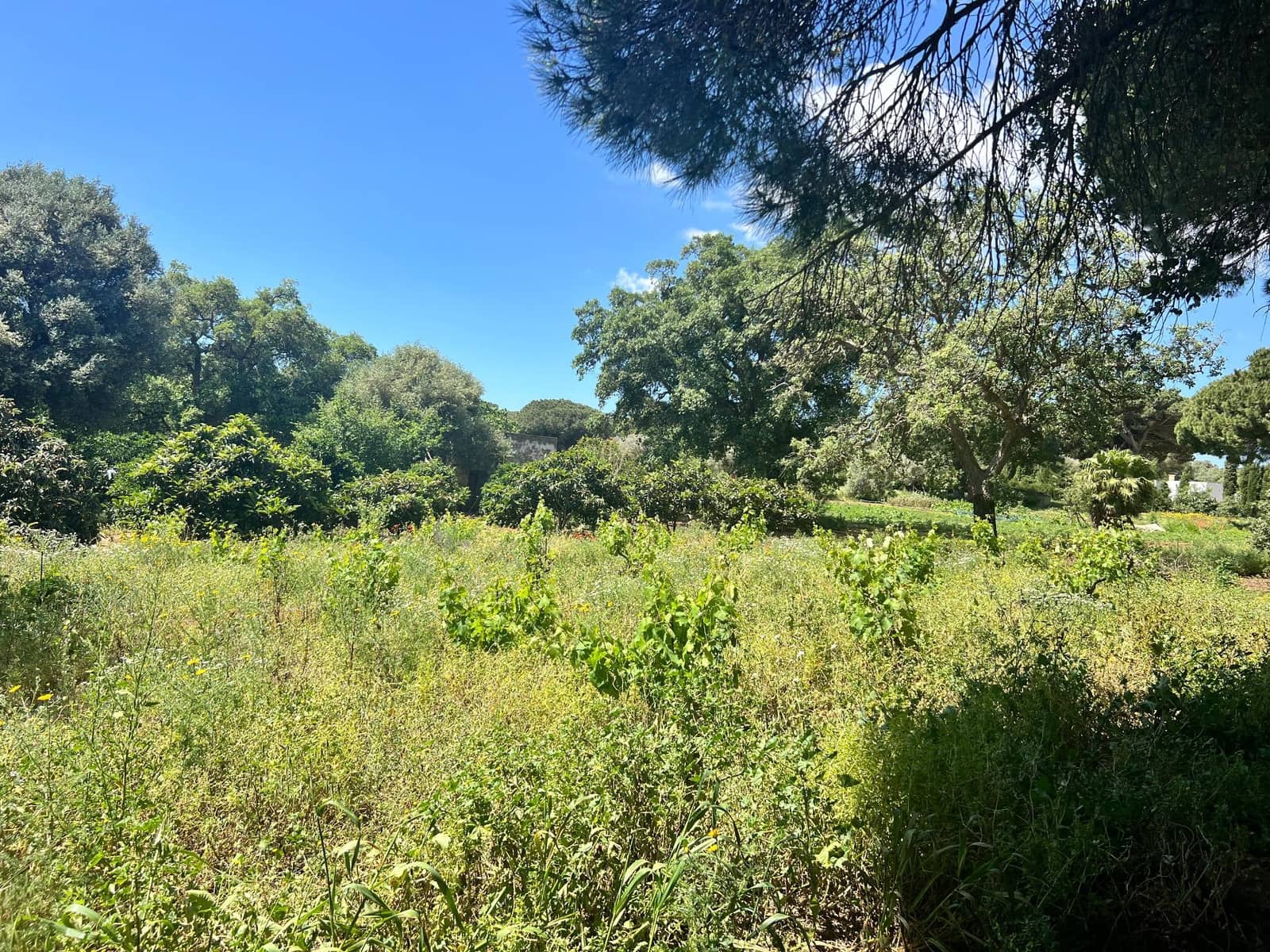 Finca/Landehus til salg i Vejer de la Frontera - € 240.000 (Ref: 8333955)