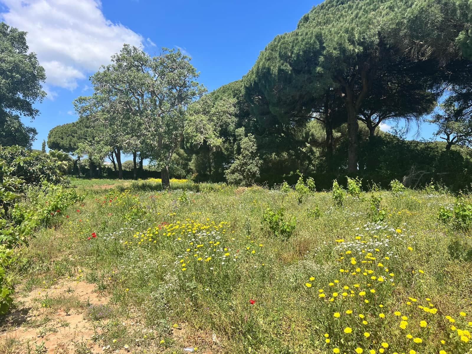 Finca/Landehus til salg i Vejer de la Frontera - € 240.000 (Ref: 8333955)