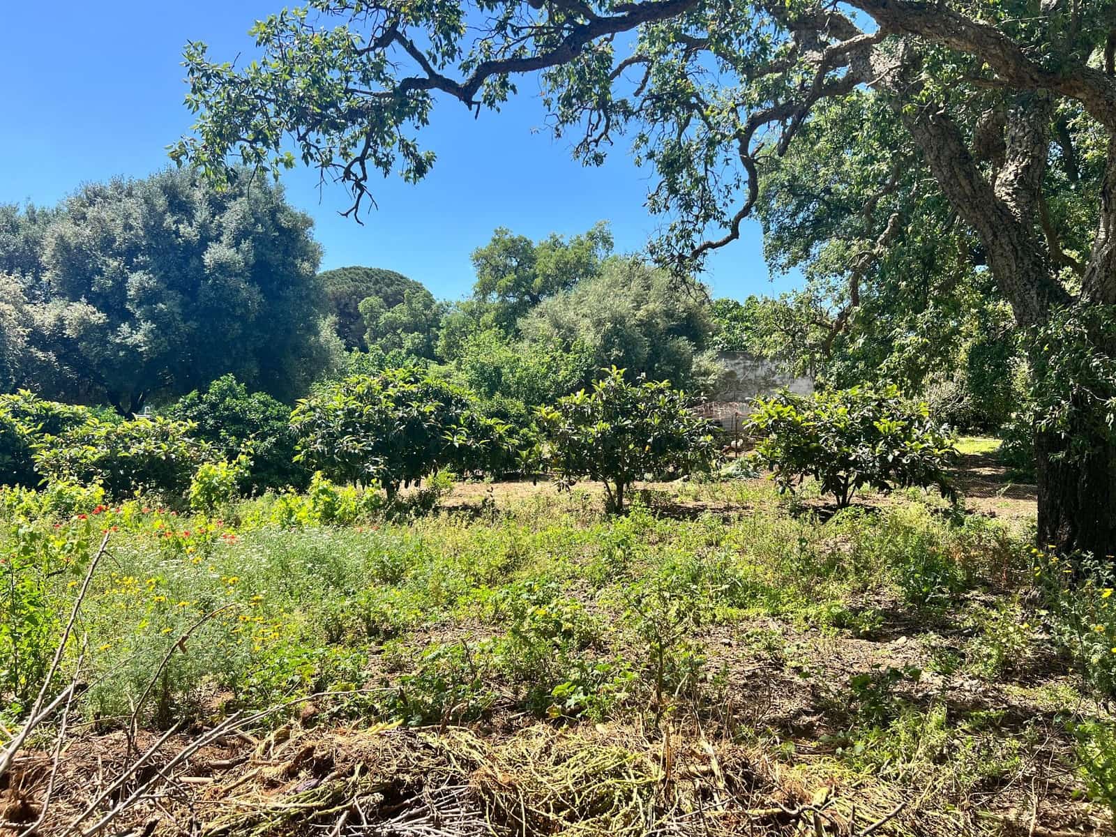 Finca/Landehus til salg i Vejer de la Frontera - € 240.000 (Ref: 8333955)