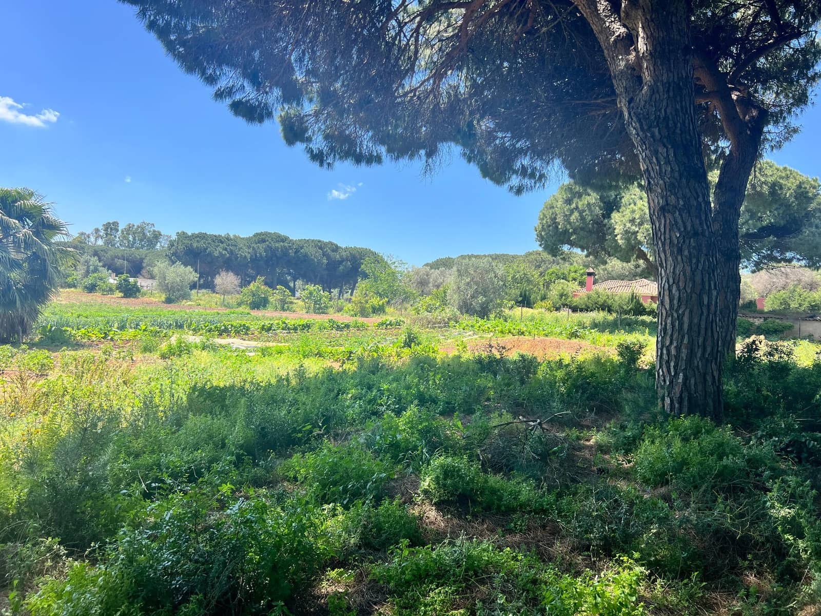 Finca/Landehus til salg i Vejer de la Frontera - € 240.000 (Ref: 8333955)