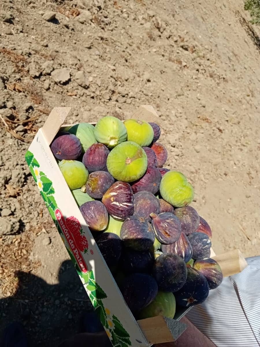 Grunde uden byggetilladelser til salg i Medina-Sidonia - € 189.000 (Ref: 8561397)