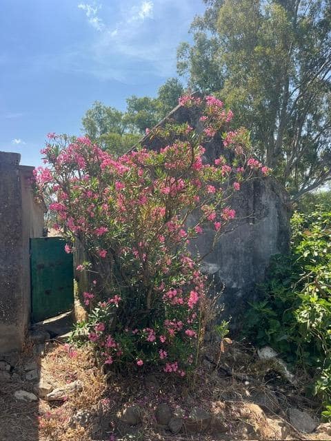 Finca/Landehus til salg i Vejer de la Frontera - € 100.000 (Ref: 8851694)