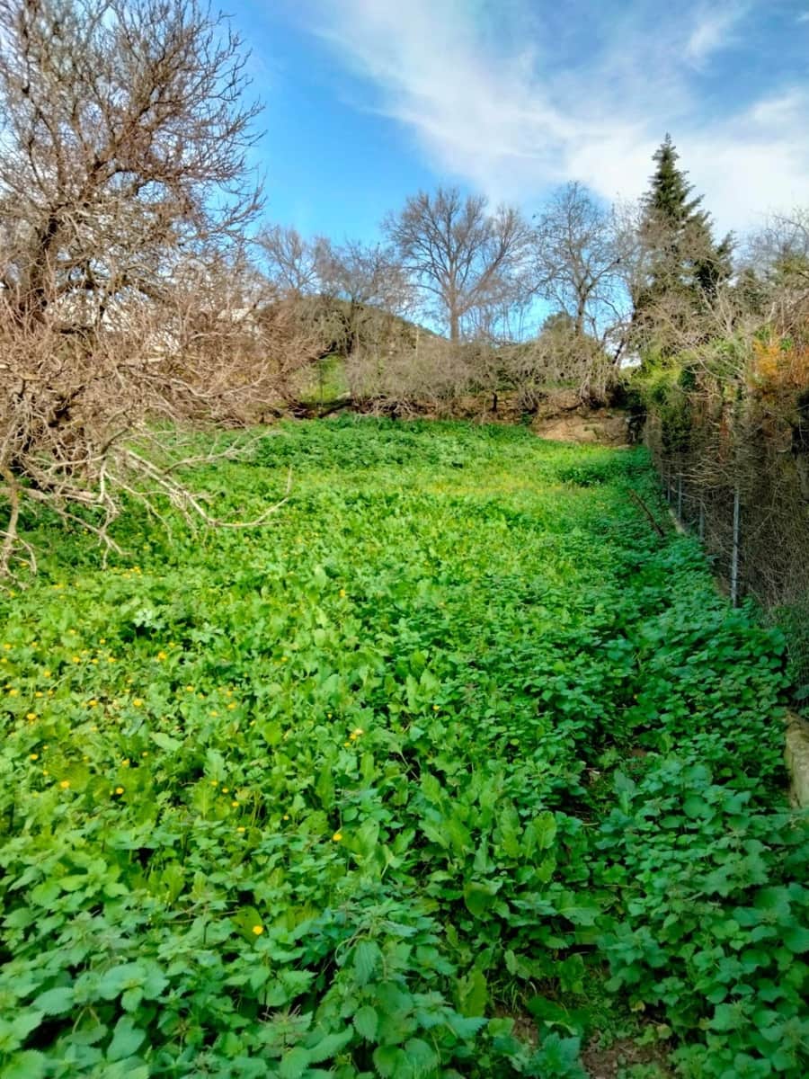 Byggegrund til salg i Medina-Sidonia - € 250.000 (Ref: 8934979)