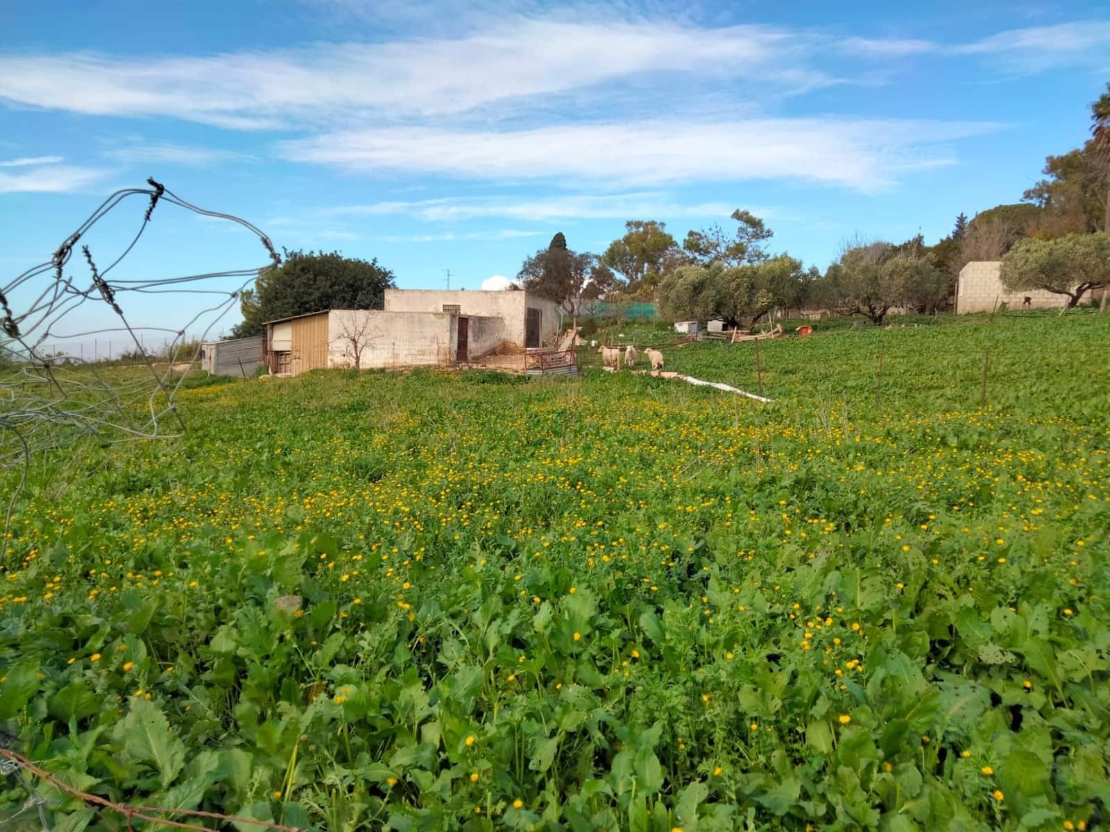 Byggegrund til salg i Medina-Sidonia - € 250.000 (Ref: 8934979)