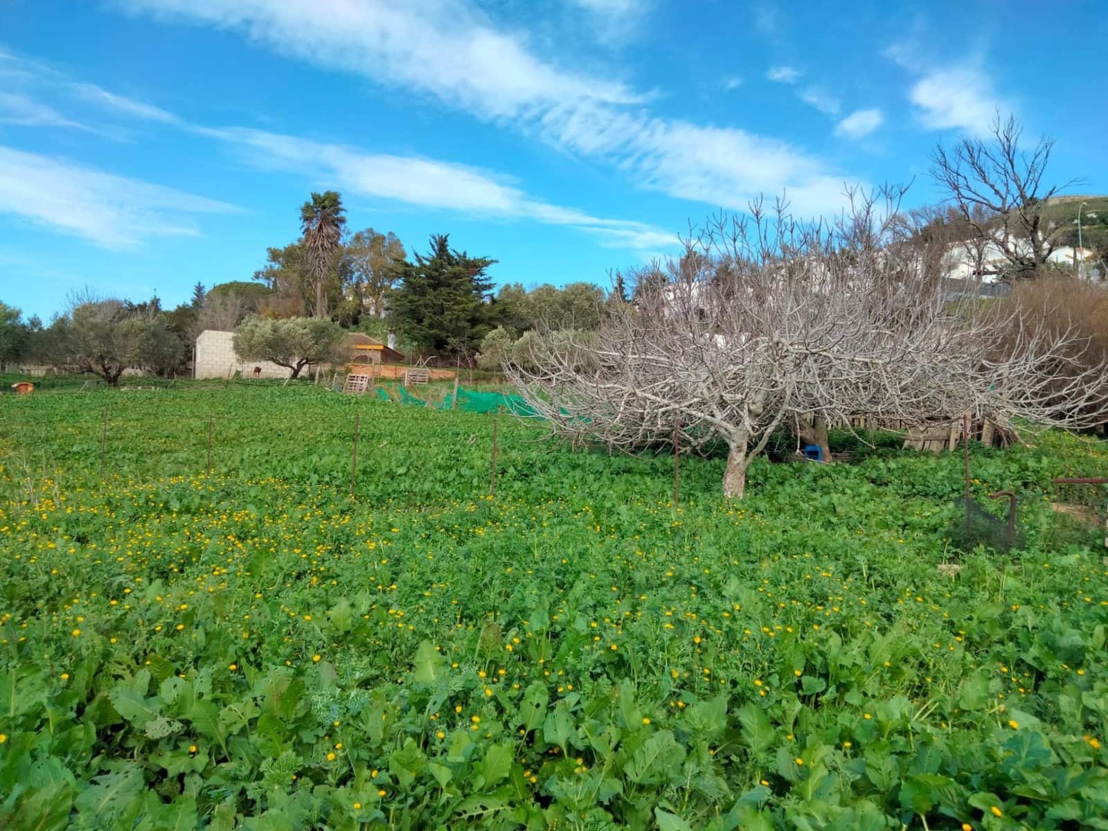 Byggegrund til salg i Medina-Sidonia - € 250.000 (Ref: 8934979)