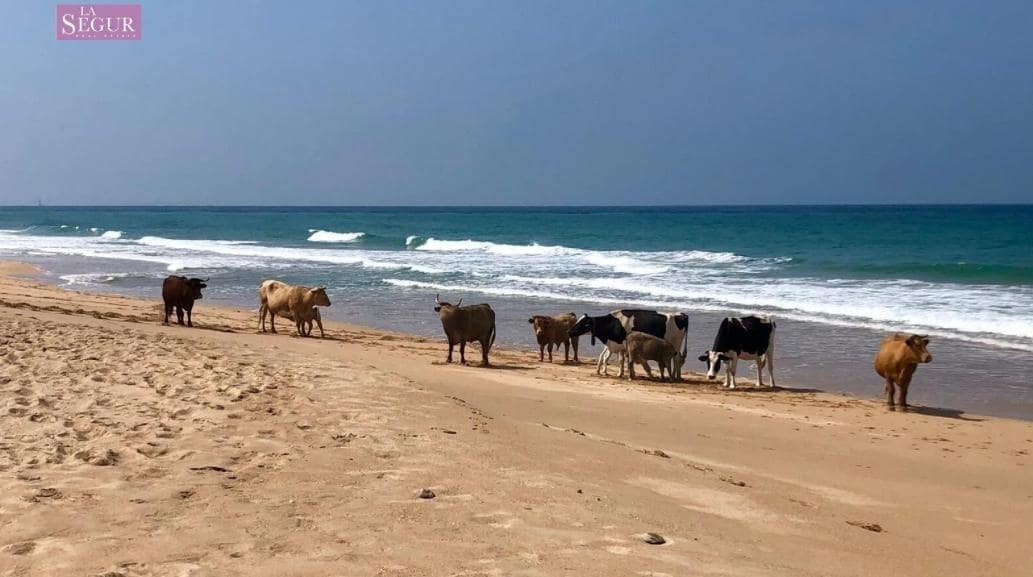 Grunde uden byggetilladelser til salg i El Palmar - € 75.000 (Ref: 9005421)