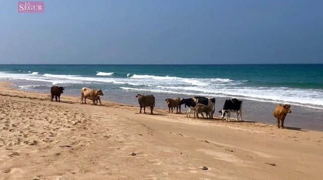 Teren niezagospodarowany na sprzedaż w El Palmar, Vejer de la Frontera - 75 000 € (Ref: 9005421)