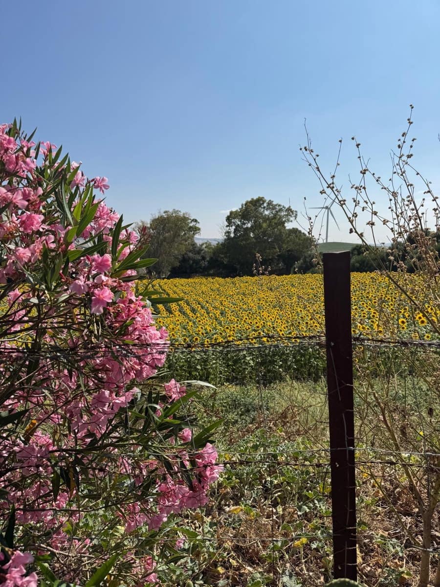 3 soveværelse Finca/Landehus til salg i Vejer de la Frontera - € 195.000 (Ref: 9073265)