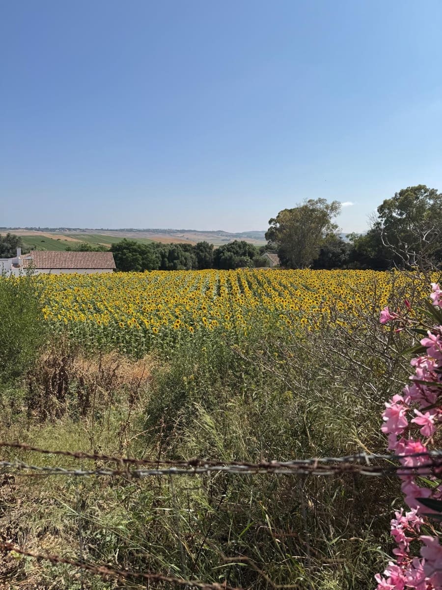 Finca/Casa Rural de 3 habitaciones en Vejer de la Frontera en venta - 195.000 € (Ref: 9073265)