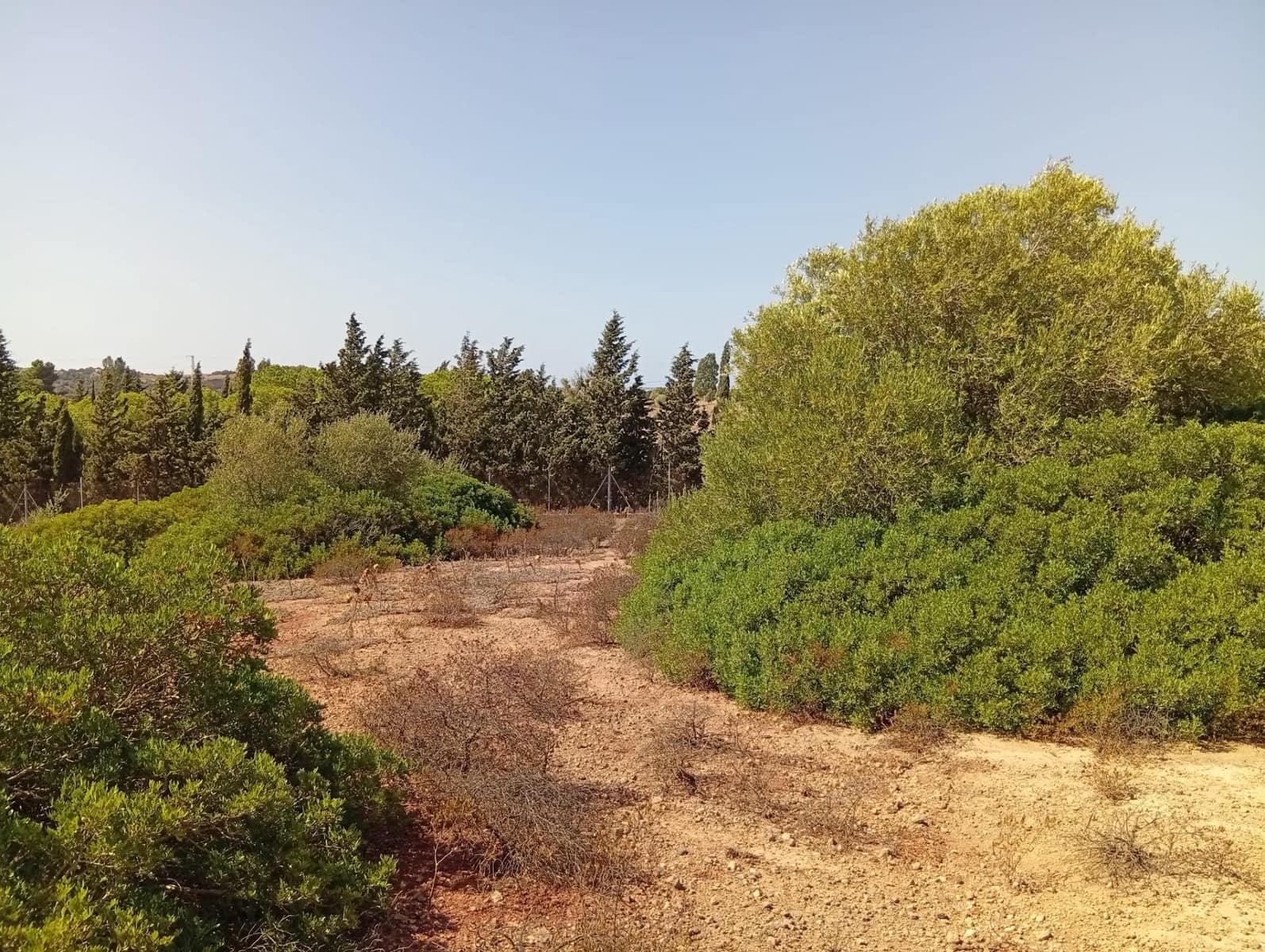 Bauplatz zu verkaufen in Medina-Sidonia - 42.900 € (Ref: 9228805)