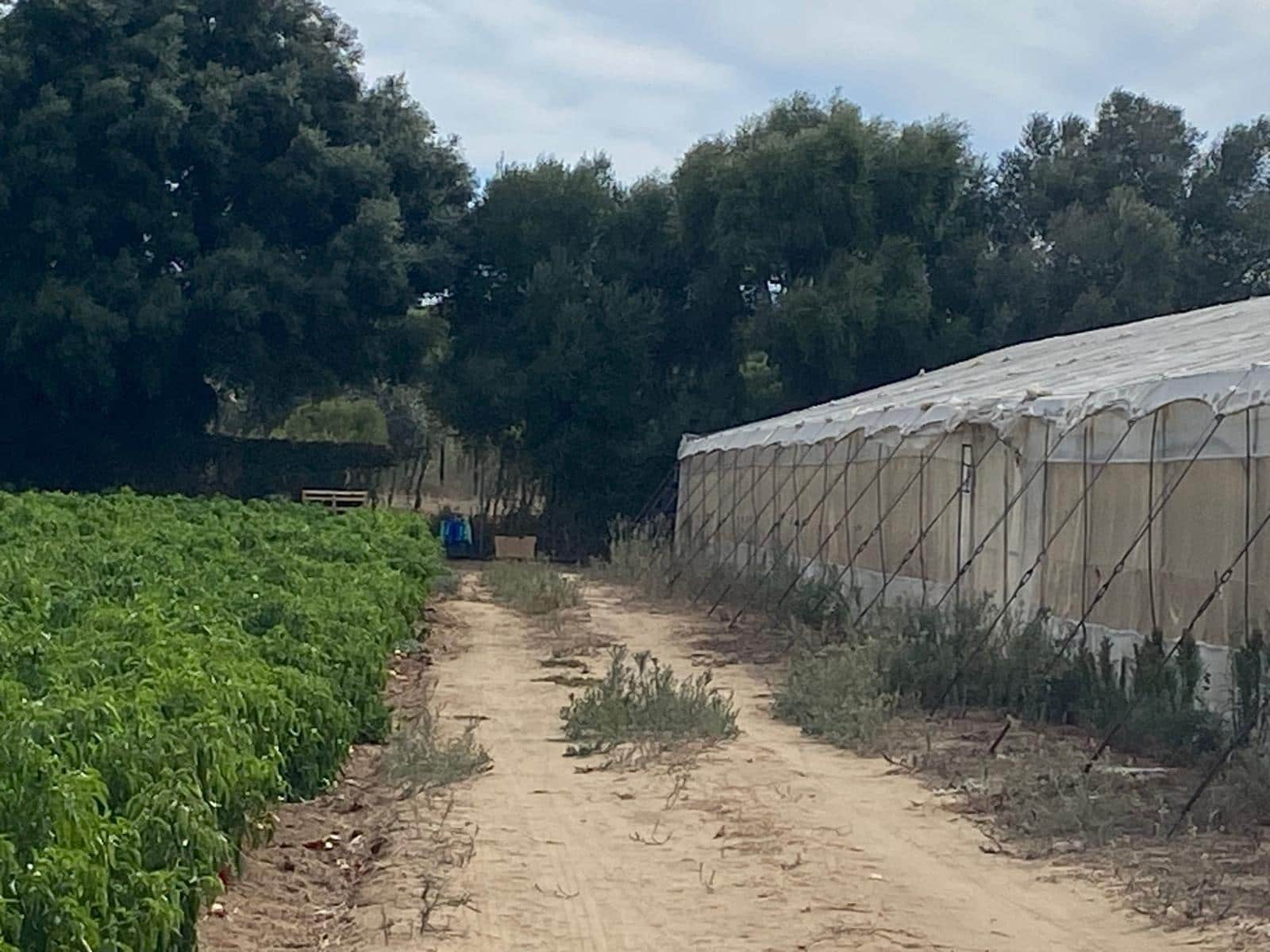 Rakentamaton maa myytävänä paikassa Barbate - 300 000 € (Ref: 9262509)